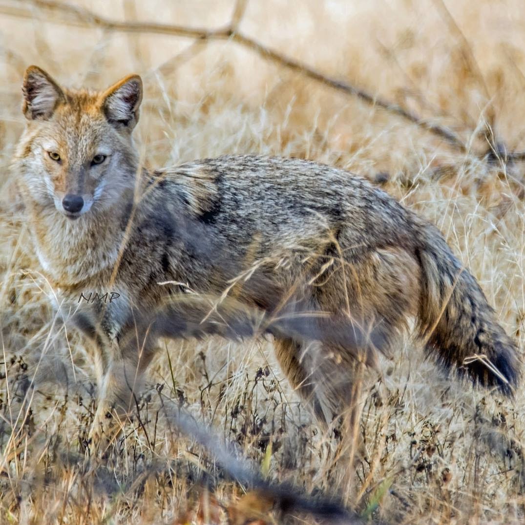 Indian Jackal